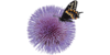 Logo van SORAG Opleidingen en Cursussen