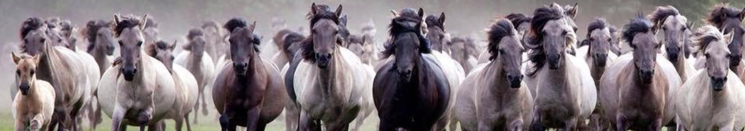 Marie Thérèse Corbeij